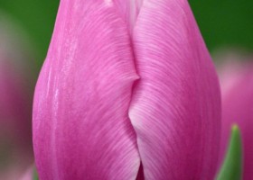 Tulipa Argos ® (4)